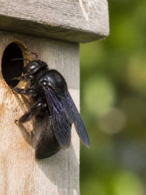 Abeilles charpentières : comment les identifier et s’en débarrasser durablement