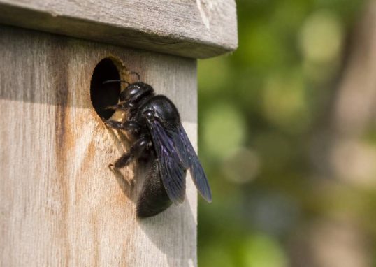 Abeilles charpentières : comment les identifier et s’en débarrasser durablement