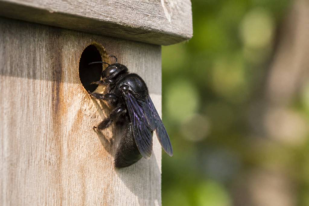 Abeilles charpentières : comment les identifier et s’en débarrasser durablement