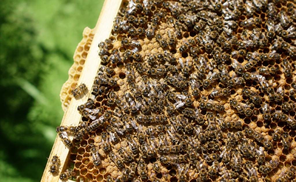 Abeilles noires : reconnaître et protéger cette abeille locale en apiculture