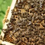 Abeilles noires : reconnaître et protéger cette abeille locale en apiculture