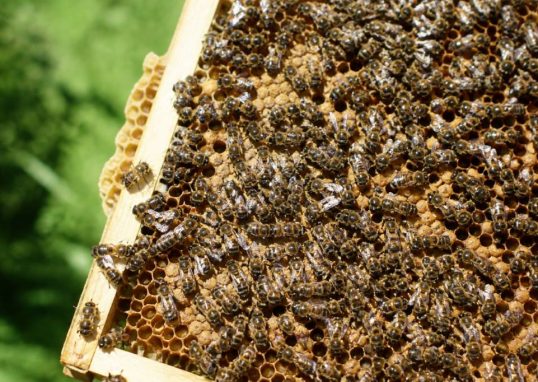 Abeilles noires : reconnaître et protéger cette abeille locale en apiculture