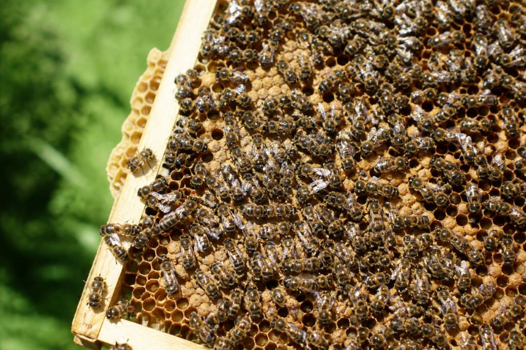 Abeilles noires : reconnaître et protéger cette abeille locale en apiculture
