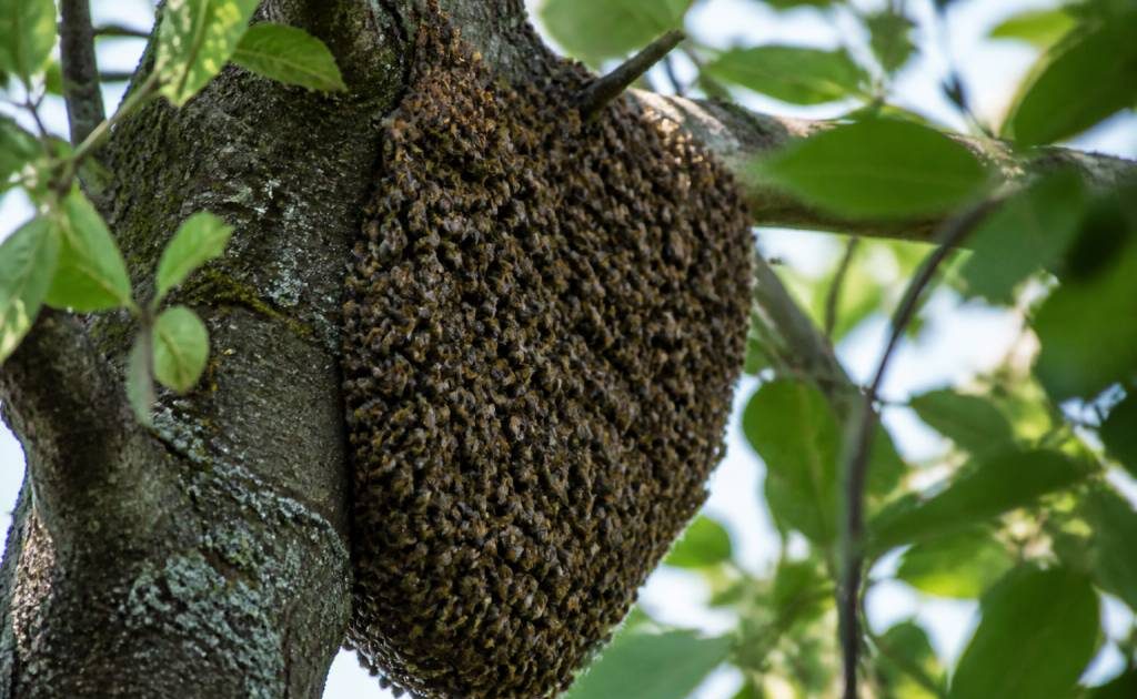 Arbre abeille : comprendre la présence des abeilles dans les arbres et agir en sécurité