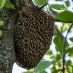 Arbre abeille : comprendre la présence des abeilles dans les arbres et agir en sécurité