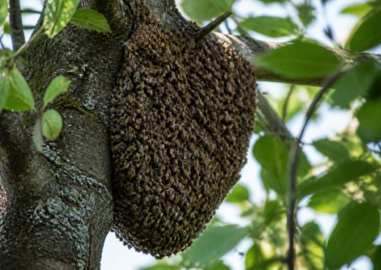 Arbre abeille : comprendre la présence des abeilles dans les arbres et agir en sécurité
