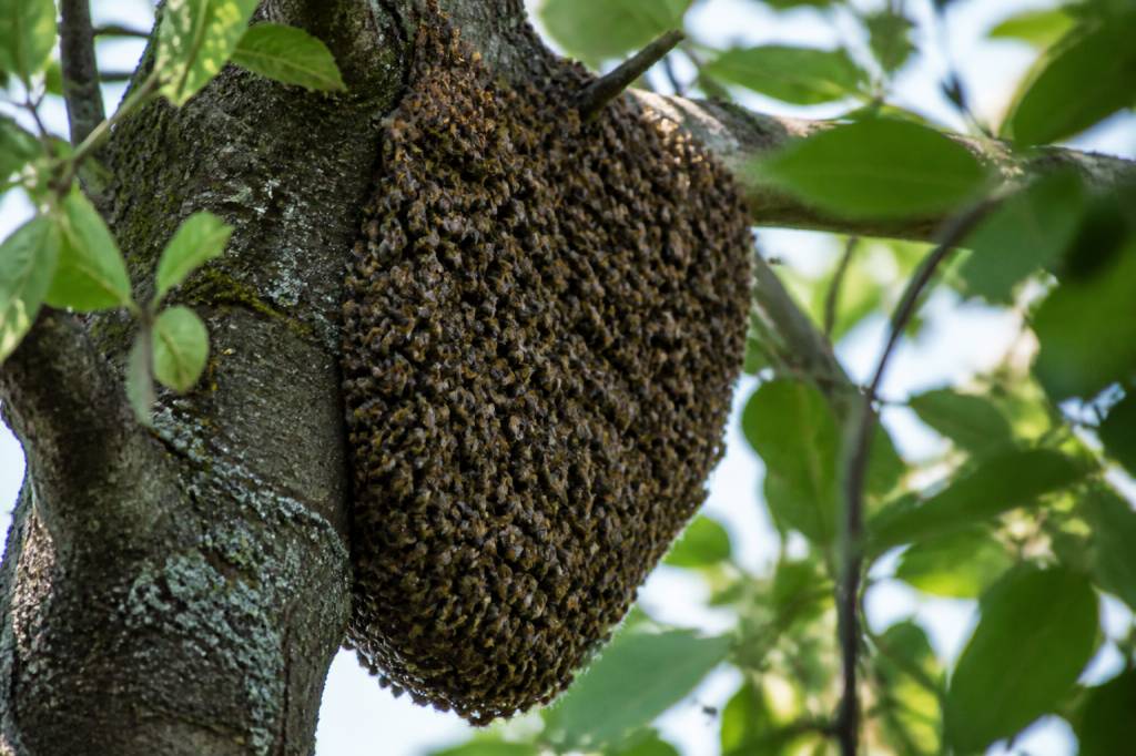 Arbre abeille : comprendre la présence des abeilles dans les arbres et agir en sécurité