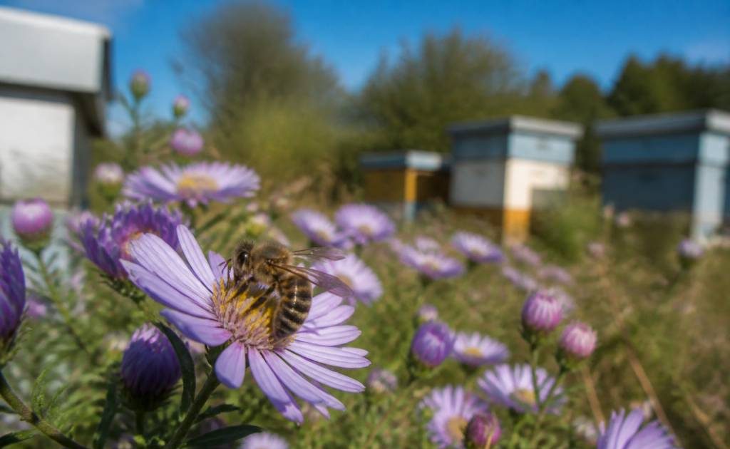 Abeille et pollinisation : protéger les ruches et favoriser la biodiversité