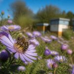 Abeille et pollinisation : protéger les ruches et favoriser la biodiversité