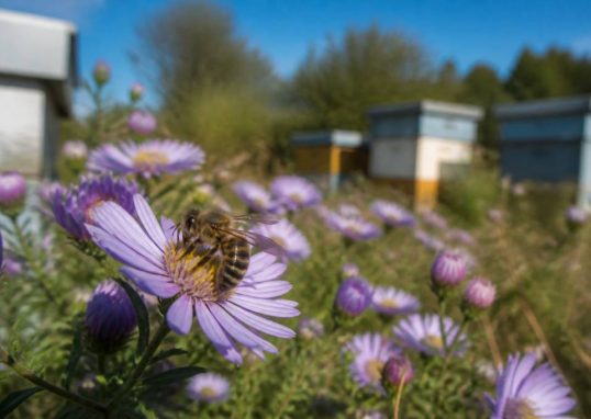 Abeille et pollinisation : protéger les ruches et favoriser la biodiversité