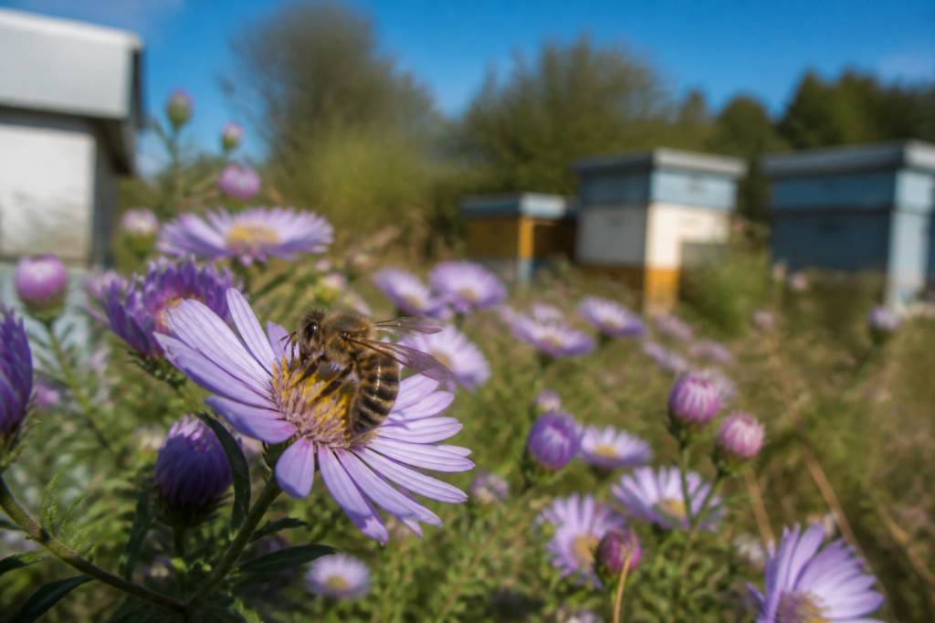 Abeille et pollinisation : protéger les ruches et favoriser la biodiversité