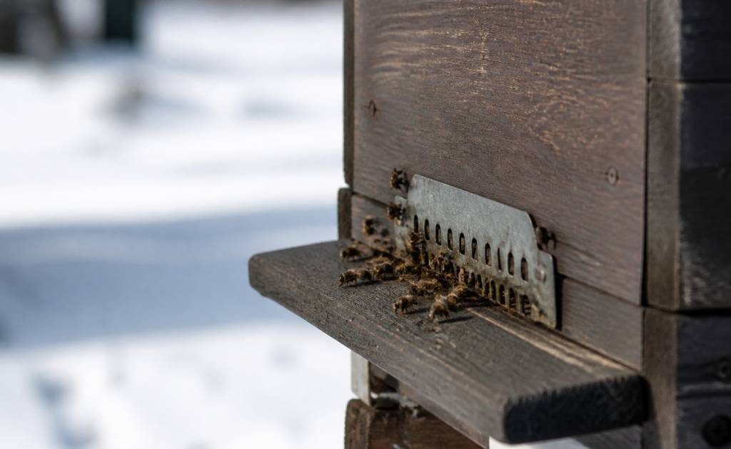 Abeille en hiver : comportement, survie et protection