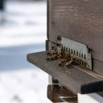 Abeille en hiver : comportement, survie et protection