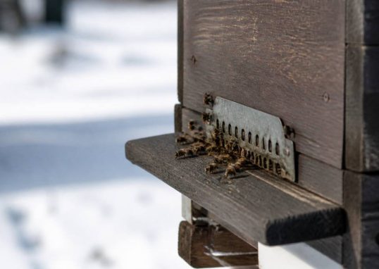Abeille en hiver : comportement, survie et protection