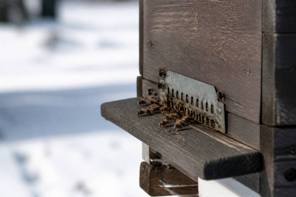 Abeille en hiver : comportement, survie et protection