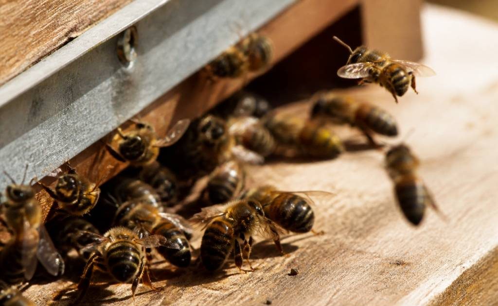 Abeilles italiennes : caractéristiques, comportement et intérêt en apiculture