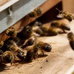 Abeilles italiennes : caractéristiques, comportement et intérêt en apiculture