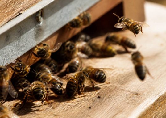 Abeilles italiennes : caractéristiques, comportement et intérêt en apiculture