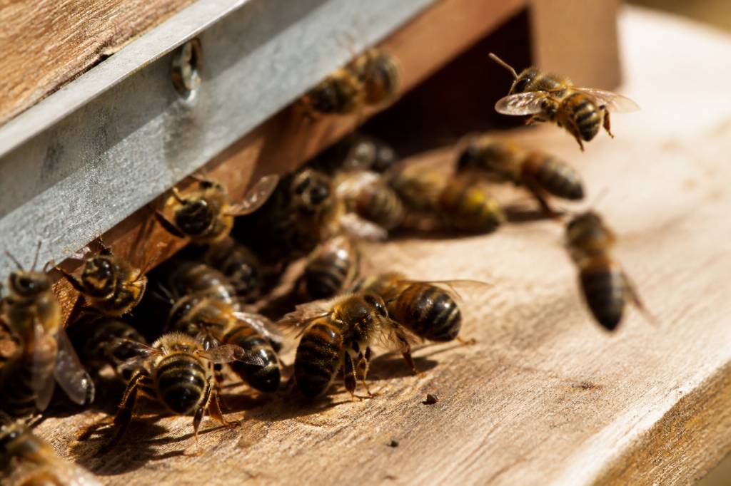 Abeilles italiennes : caractéristiques, comportement et intérêt en apiculture