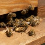 Abeille carnica : caractéristiques, élevage et atouts en apiculture