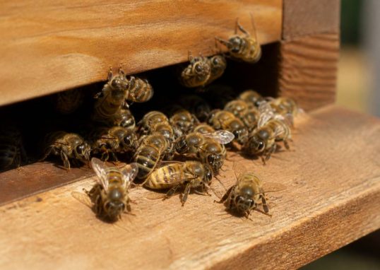 Abeille carnica : caractéristiques, élevage et atouts en apiculture