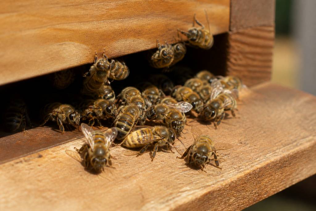 Abeille carnica : caractéristiques, élevage et atouts en apiculture