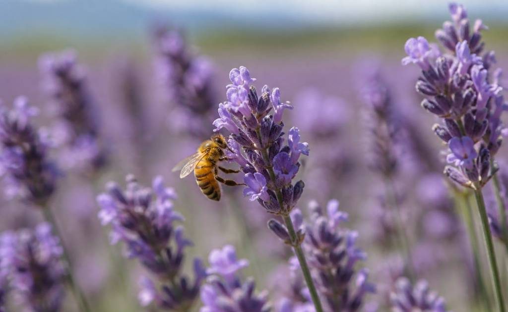 Abeille lavande : pourquoi la lavande attire tant les abeilles