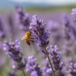 Abeille lavande : pourquoi la lavande attire tant les abeilles