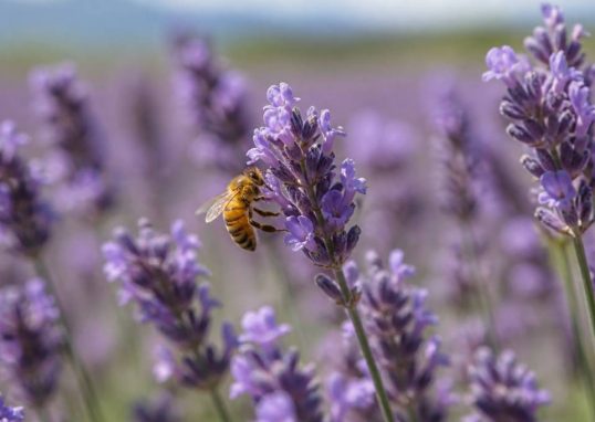 Abeille lavande : pourquoi la lavande attire tant les abeilles