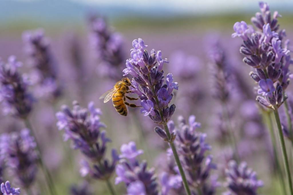 Abeille lavande : pourquoi la lavande attire tant les abeilles