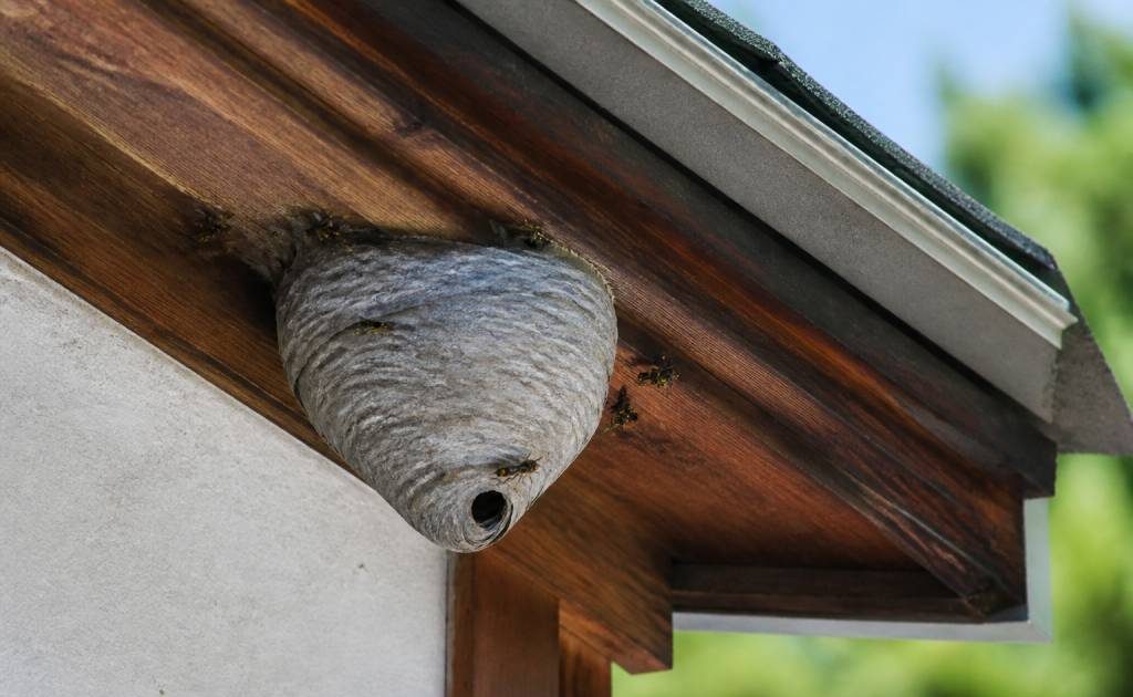 Abeille ou guêpe qui pique : que faire face à un nid dangereux