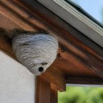 Abeille ou guêpe qui pique : que faire face à un nid dangereux