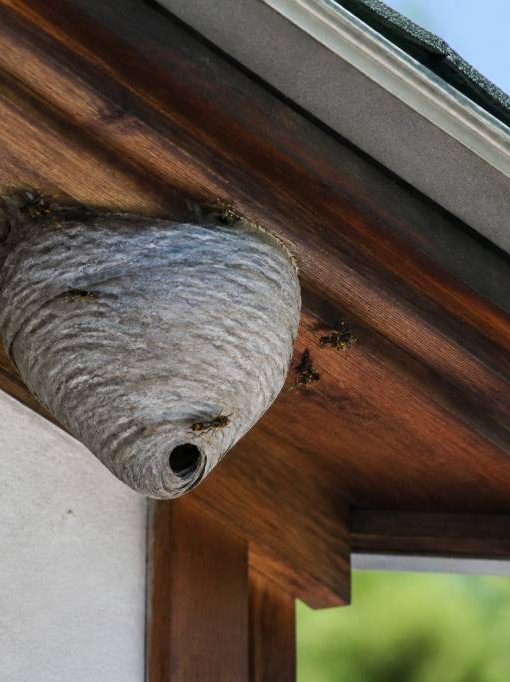 Abeille ou guêpe qui pique : que faire face à un nid dangereux