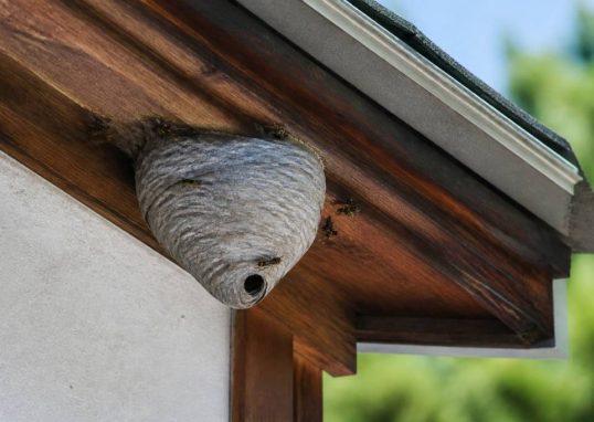 Abeille ou guêpe qui pique : que faire face à un nid dangereux