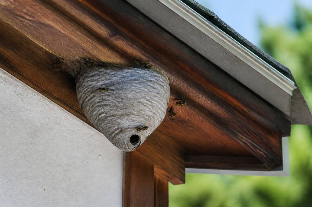 Abeille ou guêpe qui pique : que faire face à un nid dangereux
