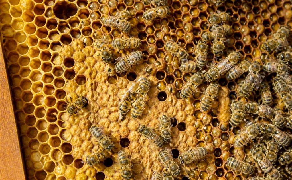 Alvéoles ruches : comprendre leur rôle dans une colonie d’abeilles et la gestion du nid