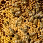 Alvéoles ruches : comprendre leur rôle dans une colonie d’abeilles et la gestion du nid