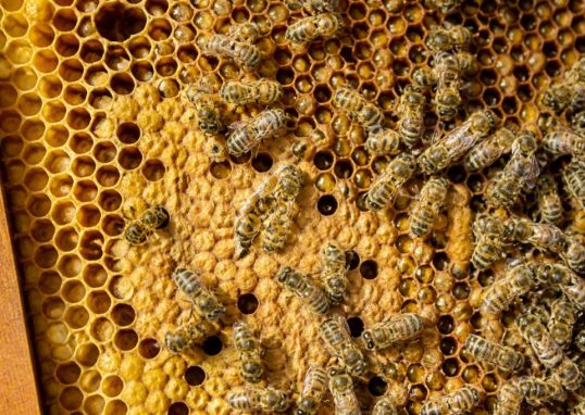 Alvéoles ruches : comprendre leur rôle dans une colonie d’abeilles et la gestion du nid