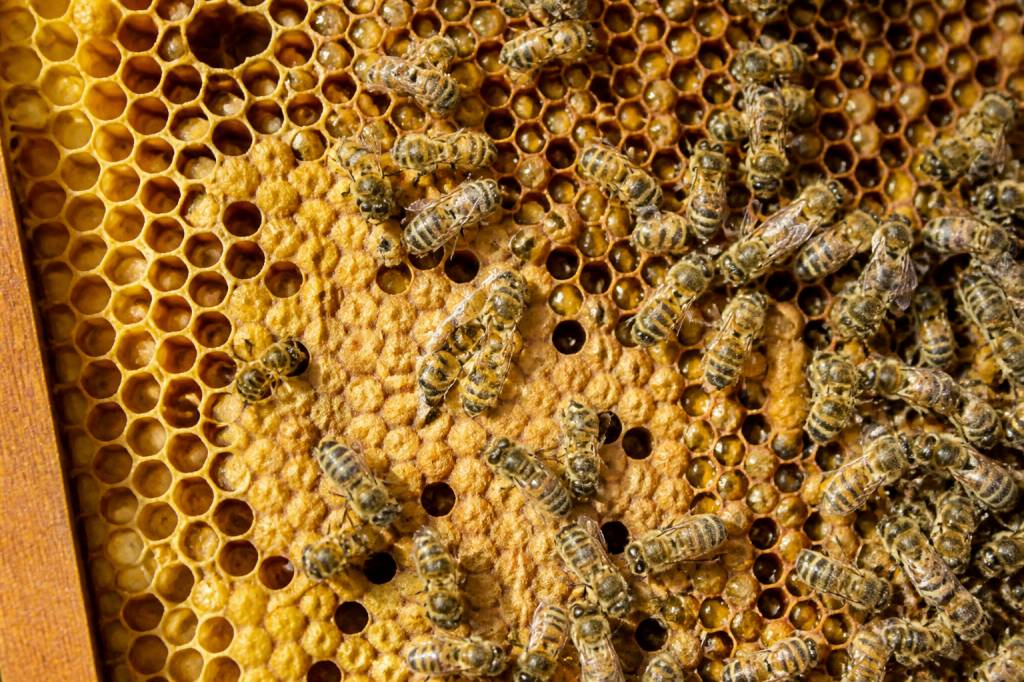 Alvéoles ruches : comprendre leur rôle dans une colonie d’abeilles et la gestion du nid