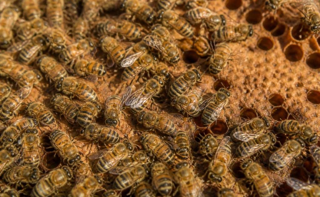 Abeille ouvrière : rôle essentiel dans la colonie et conseils d’apiculture