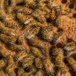 Abeille ouvrière : rôle essentiel dans la colonie et conseils d’apiculture