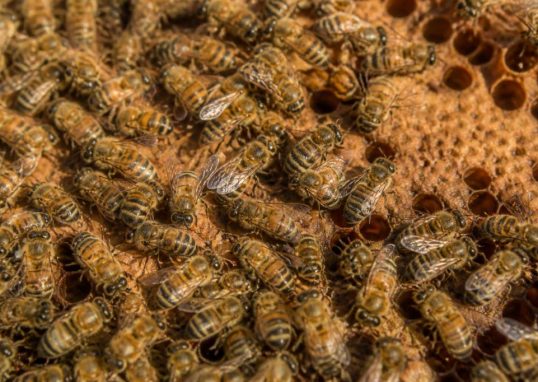 Abeille ouvrière : rôle essentiel dans la colonie et conseils d’apiculture