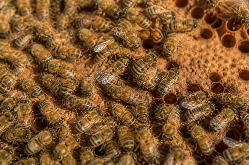 Abeille ouvrière : rôle essentiel dans la colonie et conseils d’apiculture