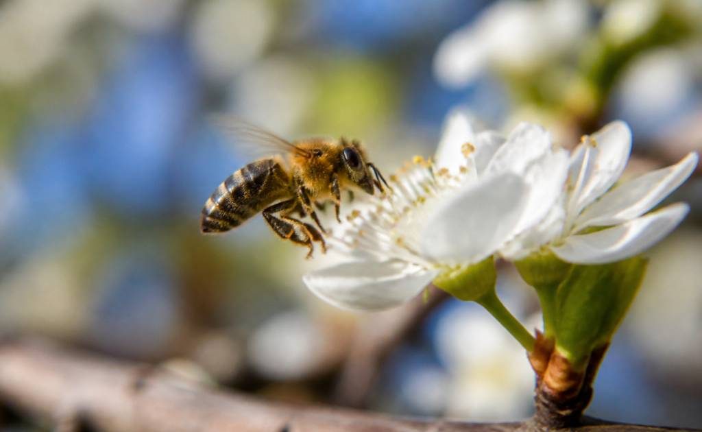 Abeille pollinisatrice : rôle essentiel et protection contre les nids de guêpes et frelons asiatiques