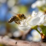 Abeille pollinisatrice : rôle essentiel et protection contre les nids de guêpes et frelons asiatiques