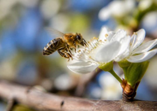 Abeille pollinisatrice : rôle essentiel et protection contre les nids de guêpes et frelons asiatiques