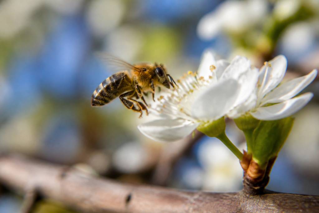 Abeille pollinisatrice : rôle essentiel et protection contre les nids de guêpes et frelons asiatiques