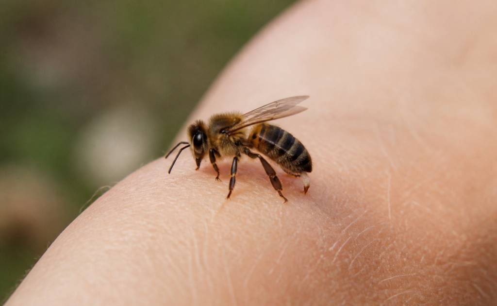 Abeille pique ou pas : tout savoir sur les risques et les interventions rapides