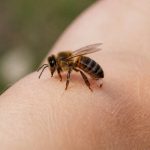 Abeille pique ou pas : tout savoir sur les risques et les interventions rapides