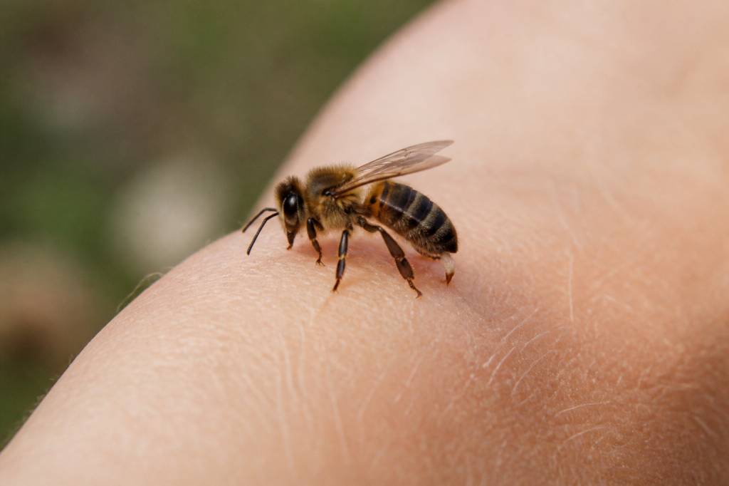 Abeille pique ou pas : tout savoir sur les risques et les interventions rapides